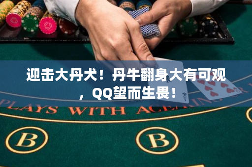 迎击大丹犬！丹牛翻身大有可观，QQ望而生畏！